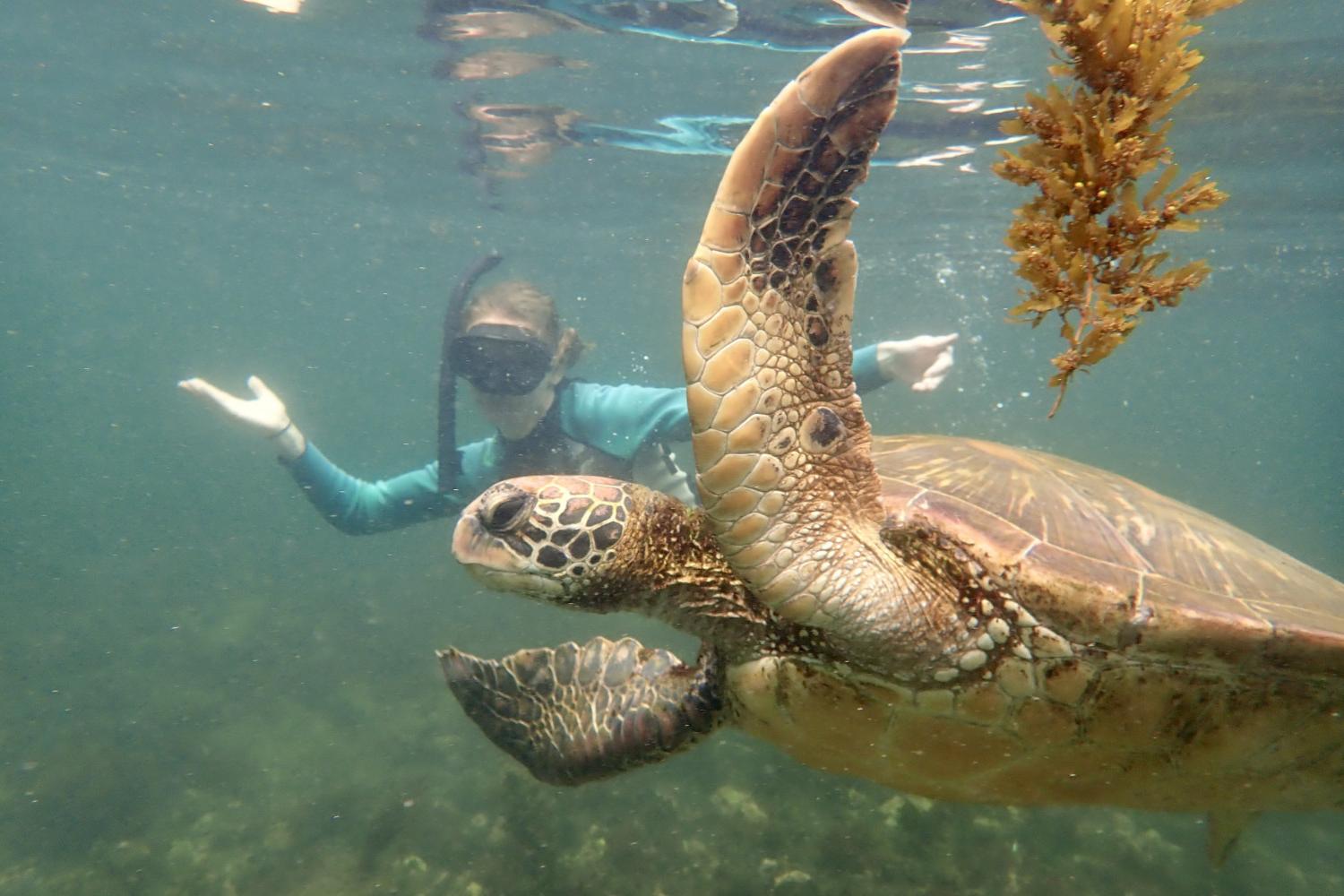一名<a href='http://gwp.lavoroanapoli.net'>博彩网址大全</a>学生在Galápagos群岛游学途中与一只巨龟游泳.
